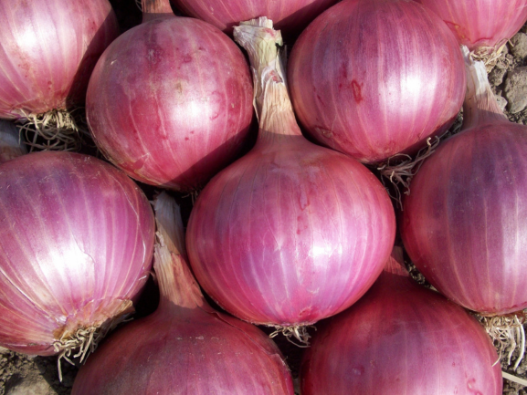 Fresh Red Onions – Export Grade