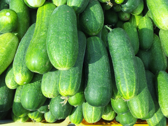 Cucumber