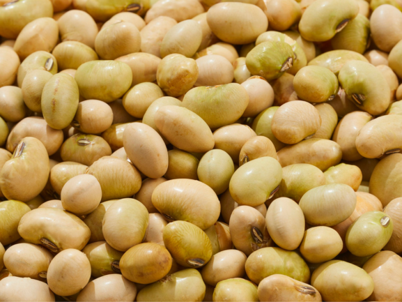 Soybean