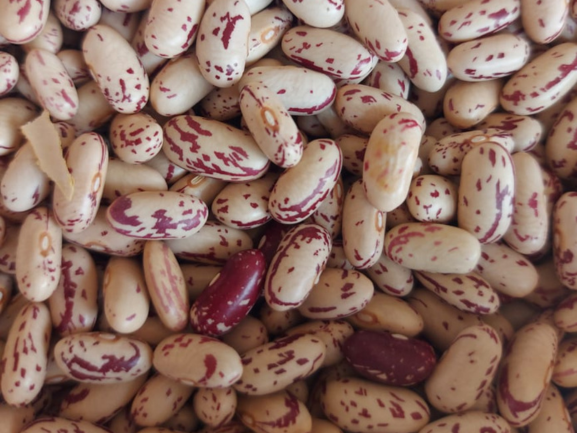 Premium Rice – Export Grade