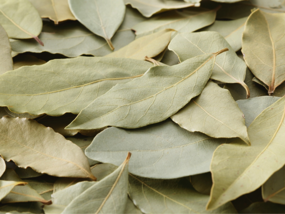 Bay Leaf