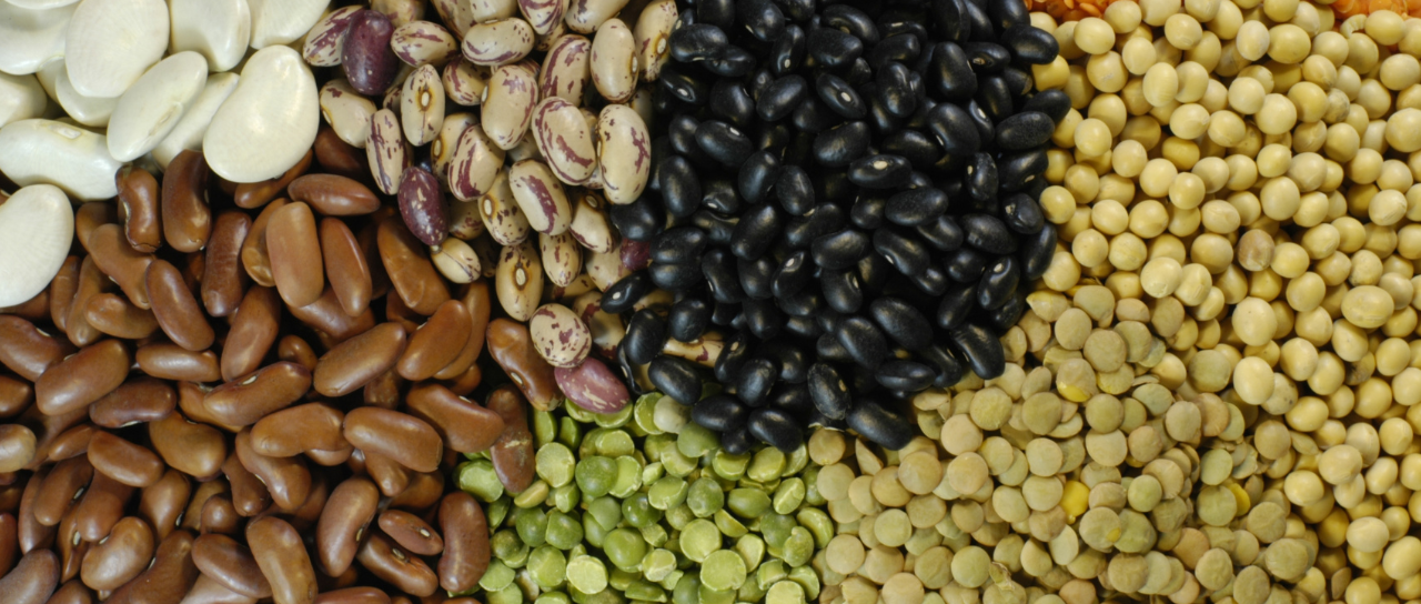 Export Pulses & Legumes - Mahajan Brothers Agro