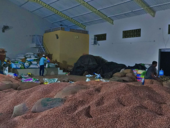 Fresh Red Onions – Export Grade